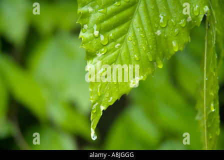 American Beech Fagus grandifolia leafs con gocce di pioggia durante i mesi primaverili in Nuova Inghilterra USA Foto Stock