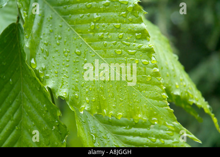 American Beech Fagus grandifolia leafs con gocce di pioggia durante i mesi primaverili in Nuova Inghilterra USA Foto Stock