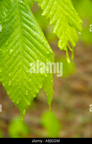 American Beech Fagus grandifolia leafs con gocce di pioggia durante i mesi primaverili in Nuova Inghilterra USA Foto Stock