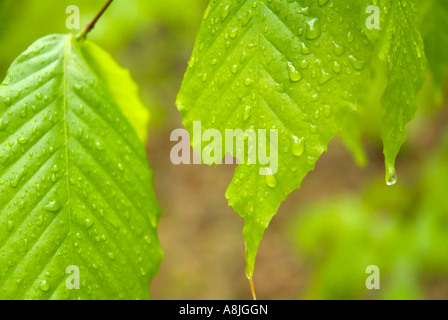 American Beech Fagus grandifolia leafs con gocce di pioggia durante i mesi primaverili in Nuova Inghilterra USA Foto Stock