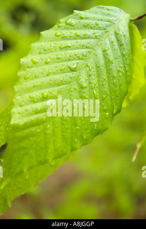 American Beech Fagus grandifolia leafs con gocce di pioggia durante i mesi primaverili in Nuova Inghilterra USA Foto Stock