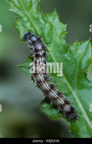 Dipinto di Lady Vanessa cardui larve alimentazione su thistle potton bedfordshire Foto Stock