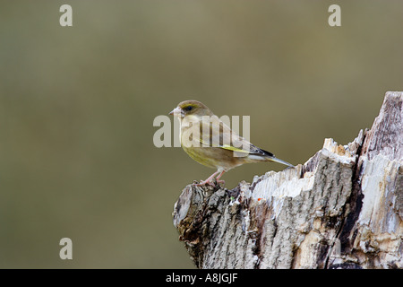 Verdone Carduelis chloris seduti sul registro con disinnescare potton sfondo bedfordshire Foto Stock