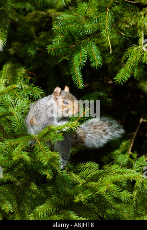 Scoiattolo grigio Sciurus carolinensis sat in pino cercando alert potton bedfordshire Foto Stock