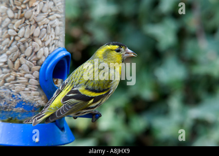 Maschio Lucherino Carduelis spinus su alimentatore di girasole potton bedfordshire Foto Stock