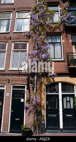 Casa tipica nelle parti più antiche di Amsterdam con una scalata Wisteria sinensis o Cinese Il Glicine Foto Stock