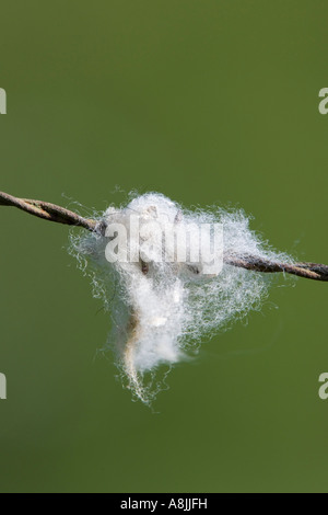 La lana di ovini sul filo spinato con bella fuori fuoco sfondo potton bedfordshire Foto Stock