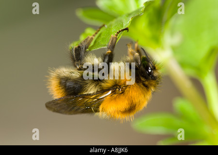 Bumble Bee su impianto potton bedfordshire Foto Stock