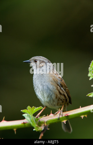 Dunnock Prunella modularis permanente sulla rovo cercando alert potton bedfordshire Foto Stock