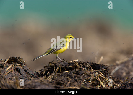 Wagtail giallo (Motacilla flava) arroccato su muck mucchio cercando alert ashwell hertfordshire Foto Stock