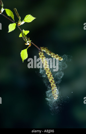 Argento Betulla Betula pendula amenti che mostra la dispersione di spore nel vento con bella fuori fuoco sfondo potton bedfordshire Foto Stock