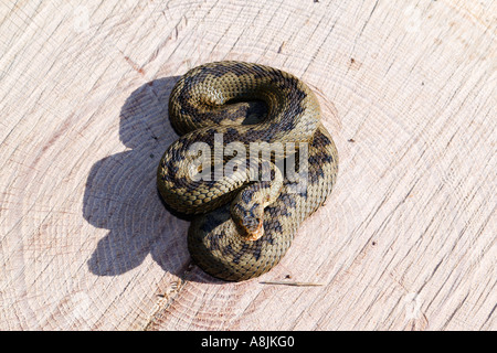 Il sommatore (Vipera berus) avvolto a ricciolo sul log in Sun con ombra leicestershire Foto Stock