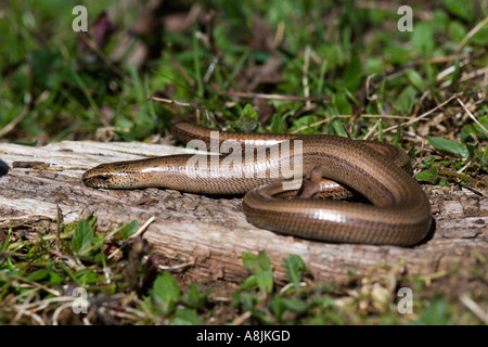 Worm lenta Anguis fragilis rannicchiato sulla scherma antica leicestershire Foto Stock