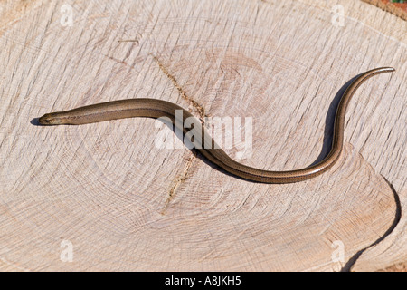 Worm lenta Anguis fragilis sul log leicestershire Foto Stock