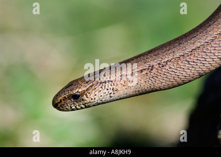 Worm lenta Anguis fragilis dettaglio della testa e degli occhi con bello sfondo disinnescare leicestershire Foto Stock