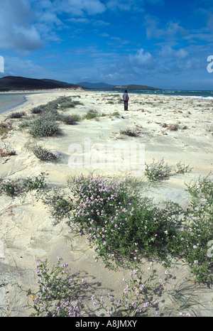 Spiaggia seilbost White Sands Isle of Harris Western Isles Ebridi esterne della Scozia UK GB Foto Stock