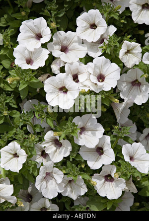 Fiori della petunia Foto Stock