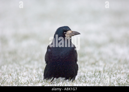 Rook Corvus frugilegus in snow febbraio Northumberland REGNO UNITO Foto Stock