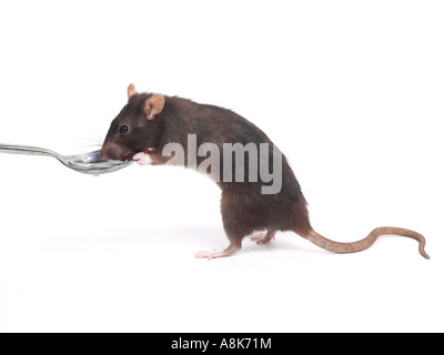 Un pet addomesticati di ratto da bere un cucchiaio. Foto Stock