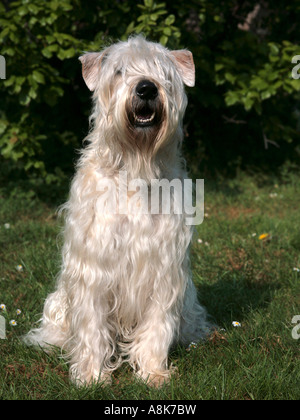 Una morbida rivestita wheaten terrier seduto nell'erba. Foto Stock