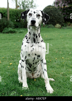 Un cane dalmata seduti in giardino. Foto Stock