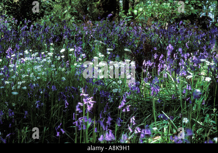 Close-Up Bluebells, Bluebell Wood Wilmslow cheshire england Foto Stock