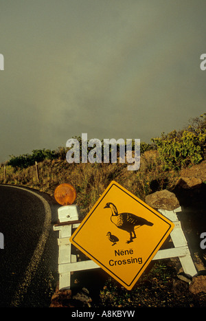 Nene attraversando segno sulla autostrada Haleakala a Maui Foto Stock