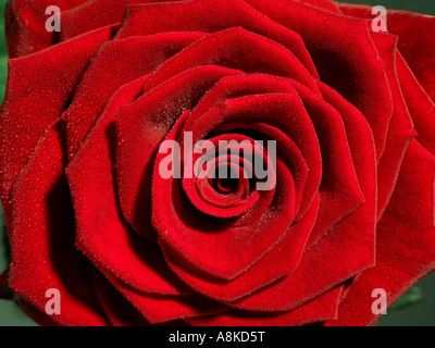 Una rosa rossa close up Foto Stock