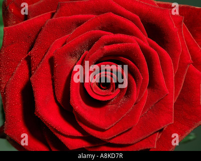 Una rosa rossa con gocce di rugiada close up Foto Stock