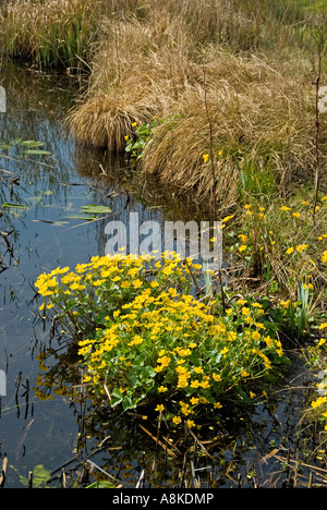 Marsh Calendula (Caltha palustris) crescente flusso in Inghilterra Foto Stock