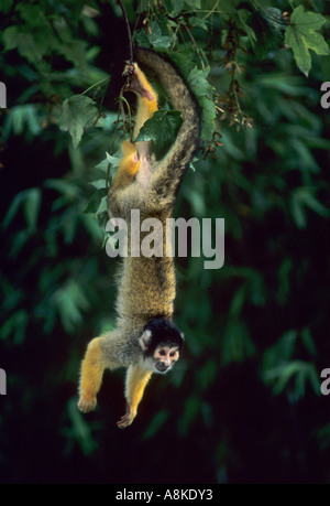 Nero capped Scimmia di scoiattolo Saimiri boliviensis Bolivia Brasile e Perù captive Foto Stock