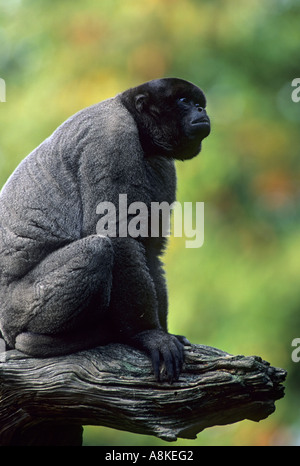 Comune o di humbolt s lanosi scimmia Lagothrix lagothricha captive Foto Stock