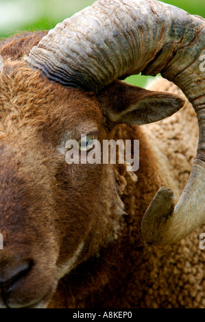 Close up colpo alla testa di marrone maschi adulti pecore Shetland Foto Stock