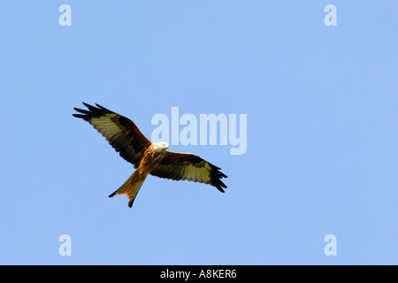 Abbastanza vicino l immagine di un aquilone rosso in volo presa dal basso con un buon livello di dettaglio piumaggio e cielo blu chiaro al di sopra Foto Stock