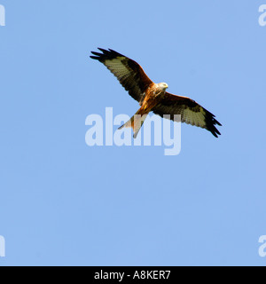 Abbastanza vicino l immagine di un aquilone rosso in volo presa dal basso con un buon livello di dettaglio piumaggio e cielo blu chiaro al di sopra Foto Stock