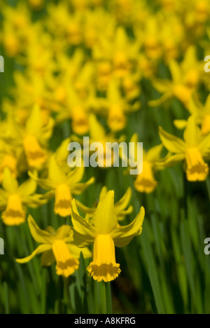 Chiudere verticale fino a centinaia di colore giallo brillante narcisi in piena fioritura nel sole di primavera Foto Stock