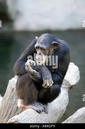 Lonely monkey seduto sulla cima di un grande tronco di albero guardando le dita in un parco faunistico o santuario Foto Stock