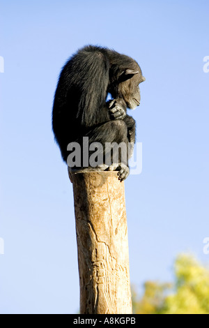 Lonely monkey seduto sulla cima di un grande polo al sole in un parco faunistico o santuario Foto Stock