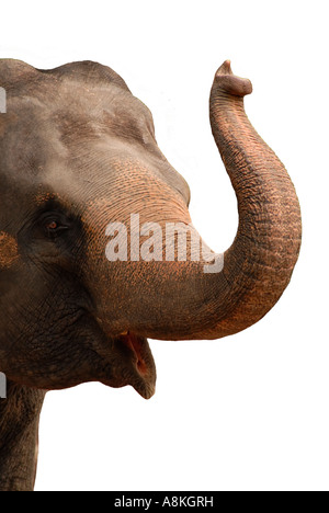 Elefante isolato su sfondo bianco sollevando il suo tronco Foto Stock