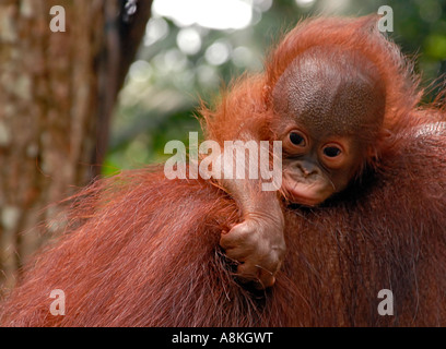 Ritratto di un giovane bambino orangutan rilassante sulla sua schiena delle madri Foto Stock