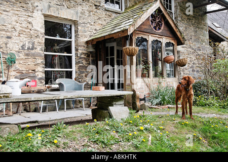 Cane fuori il mansion Cucina a Dolwilym Country House Carmathanshire Galles Gran Bretagna UK Europa Foto Stock