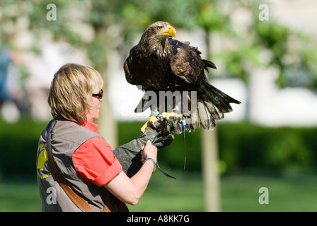 Falconer con un eagle, Haliaeetus albicilla Foto Stock
