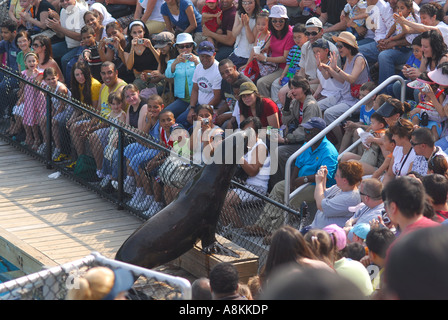 Il Leone Marino Della California E Il Trainer New York Aquarium Coney 