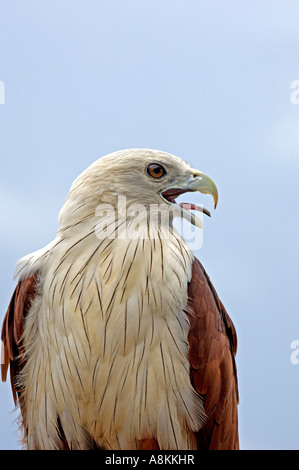 Testa bianca kite, Haliastur indus, Thailandia Foto Stock