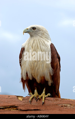 Testa bianca kite, Haliastur indus, Thailandia Foto Stock