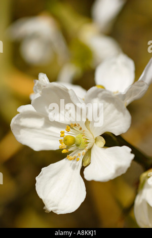 Poncirus trifoliata fiore Foto Stock