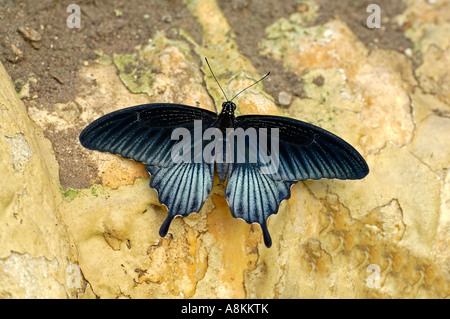 Butterfly Papilio bianor Foto Stock
