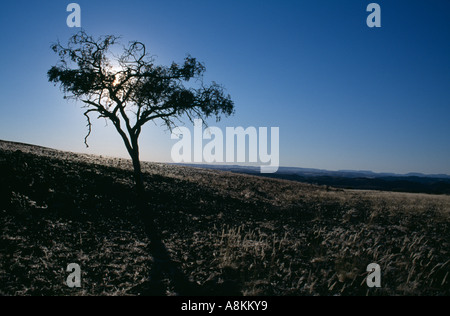 Tree catturati dalla mattina presto sun in Damaraland, Namibia. Foto Stock