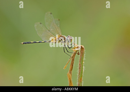 Dragon Fly, Aeschna spec. Foto Stock