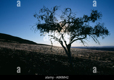 Tree catturati dalla mattina presto sun in Damaraland, Namibia. Foto Stock